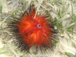 sealife dc1000... by Richard Campbell 